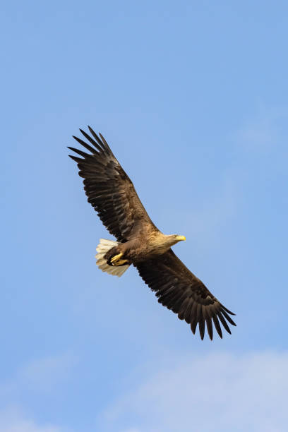 weißschwanzadler (haliaeetus albicilla) fliegt am himmel - white tailed eagle sea eagle eagle sea stock-fotos und bilder