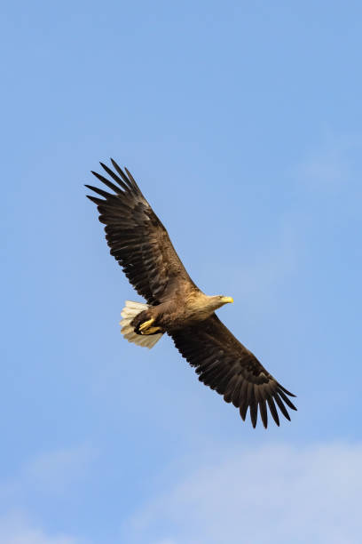 White-tailed Eagle (haliaeetus albicilla) flying in the sky White-tailed Eagle (haliaeetus albicilla) flying in the blue sky in the delta of Volga River white tailed stock pictures, royalty-free photos & images