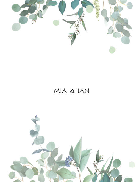 Herbal eucalyptus selection vector frame. Hand painted branches, leaves on white background Herbal eucalyptus selection vector frame. Hand painted branches, leaves on white background. Greenery wedding simple minimalist invitation. Watercolor style card. Elements are isolated and editable eucalyptus stock illustrations