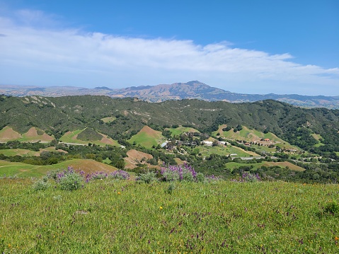 A field of poppy flowers bloom in the East Bay hills overlooking Mt Diablo to the East