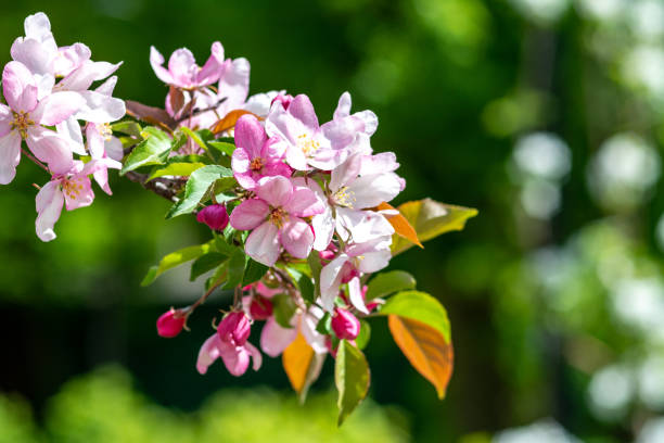 istock Flowering branches of the decorative apple tree malus ola close-up. A spring tree blooms with pink petals in a garden or park 1400847607