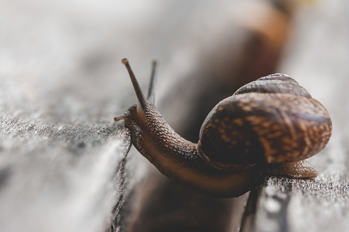 Snail on a wooden garden. The snail glides over the wet wood texture trying to climb from one board to another. Macro close-up of a blurred background. Short depth of field. Latin name: Arianta arbustorum.