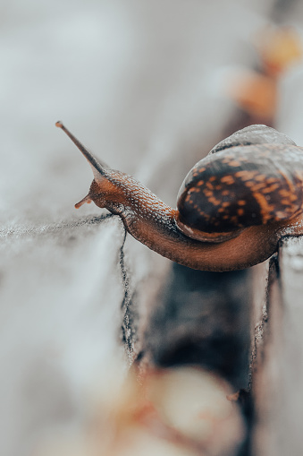 Snail on a wooden garden. The snail glides over the wet wood texture trying to climb from one board to another. Macro close-up of a blurred background. Short depth of field. Latin name: Arianta arbustorum.