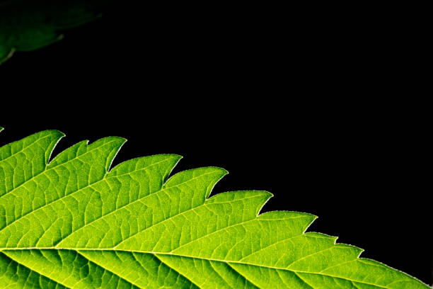 istock macro marijuana leaf, hemp plant, black background 1400849642
