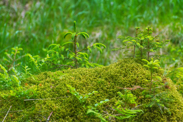 Summer on the Rennsteig in Thuringia