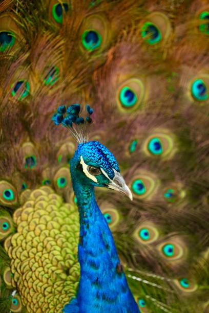 istock Peacock - Pavo Cristatus - Pavo Real 1400849746