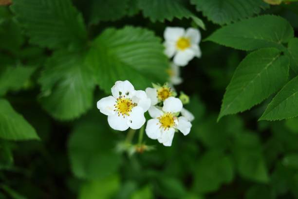 istock White flowering strawberry close up 1400852884