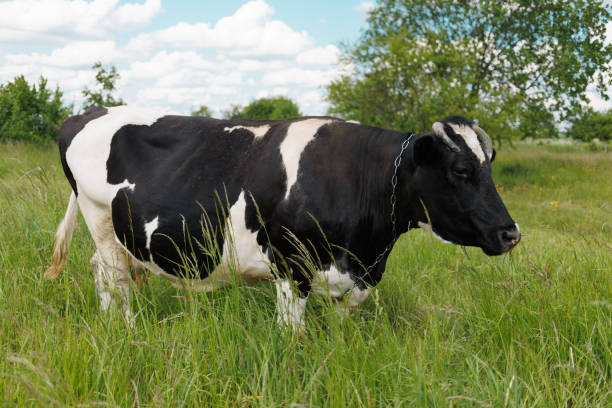 istock Black and white cow grazes in summer 1400853400