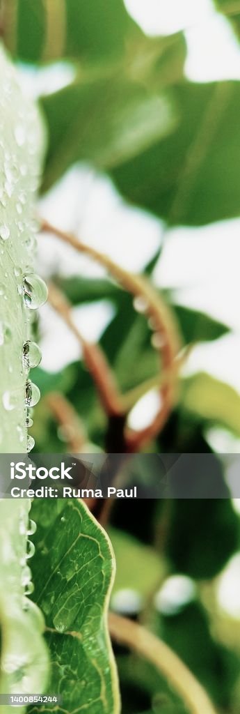 Water drop on leaf Beauty Stock Photo