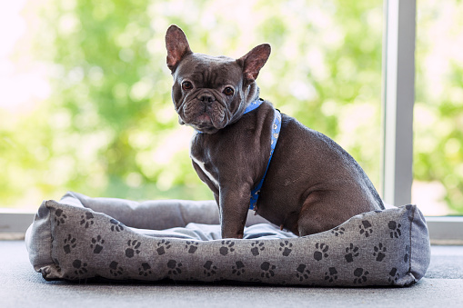 A French Bulldog sitting on a pet bed