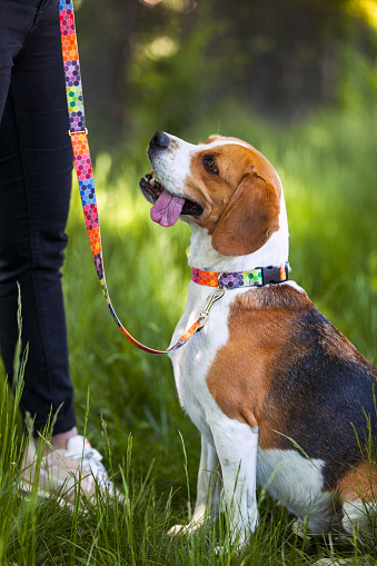 A Beagle sitting outdoors at his owner