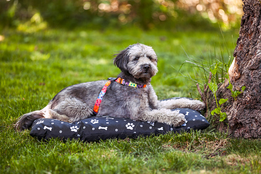 A young Terrier resting under a tree in a garden