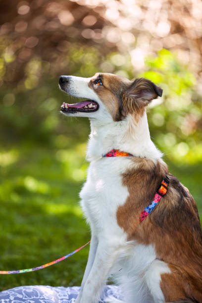 istock Border Collie At Picnic With Owner 1400854905