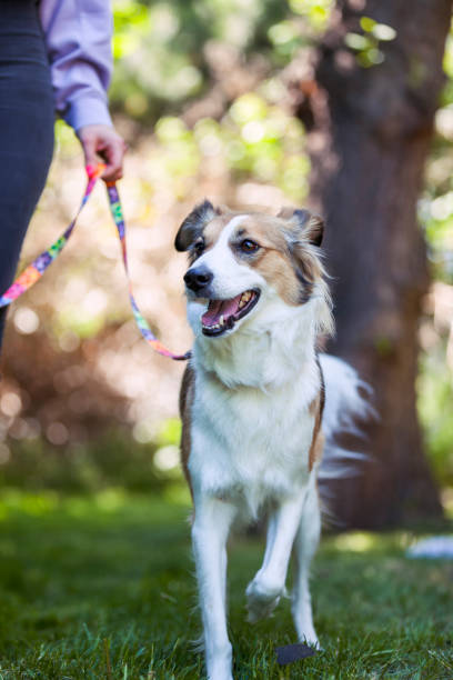 istock Border Collie On Walk With His Owner 1400854925