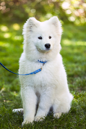 A beautiful Samoyed spending time outdoors on a grass