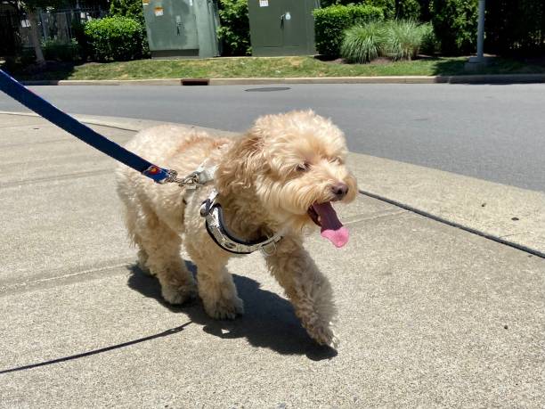 istock Happy dog on a walk 1400855668