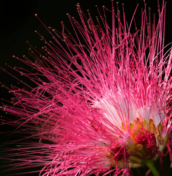 istock pink and white flower close up 1400855699