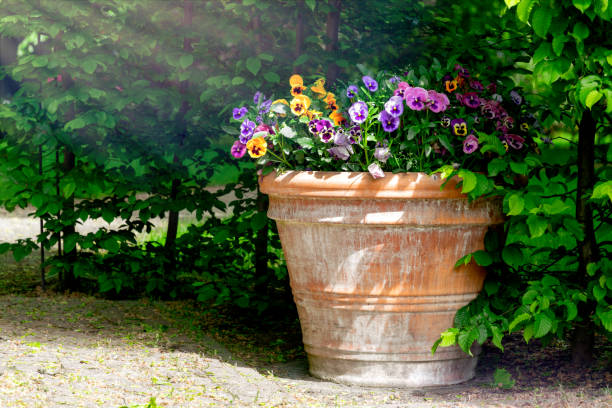 Two species of blooming ornamental violet with flowers of orange and blue colors in decorative plastic park vase on a blurred background of lawn and paved sidewalk