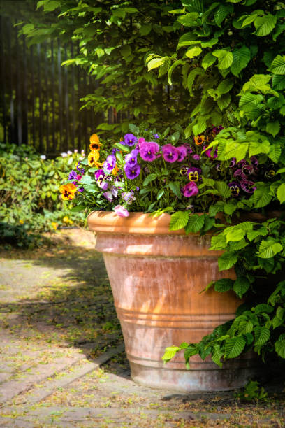 istock Garden flower pot with blooming violets 1400855961