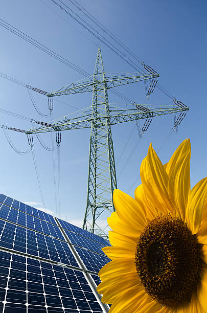 Solar panels, sunflower and utility pole with wires stock photo