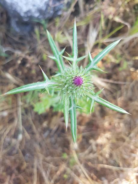 istock Thorny wildflowers growing 1400856680
