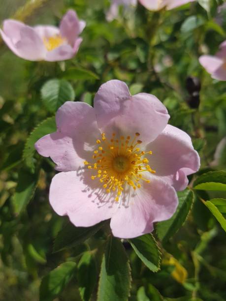 istock Pink wildflowers growing wild 1400856698
