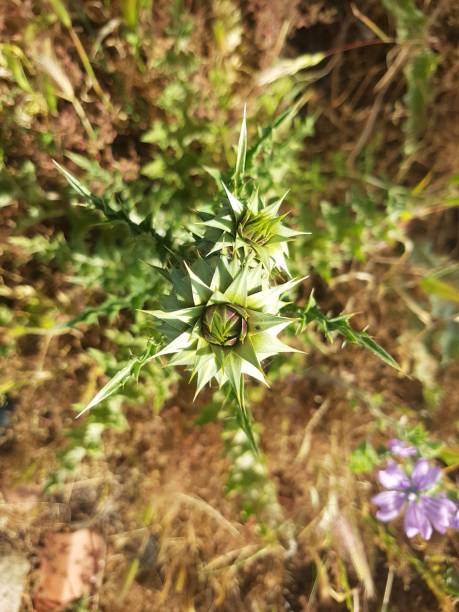 istock Thorny wildflowers growing 1400856724
