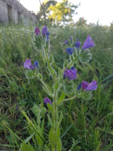 istock Purple wildflowers growing wild 1400856759