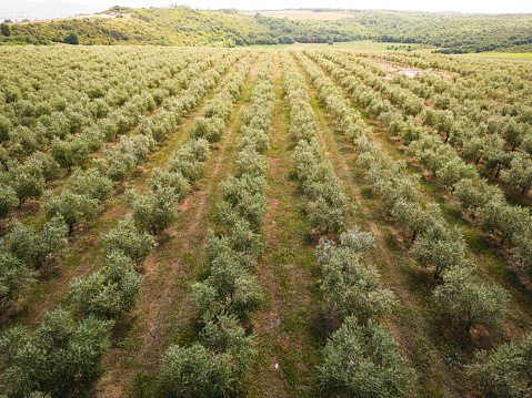 Aerial view of an extensive olive plantation organized according to new harvesting techniques