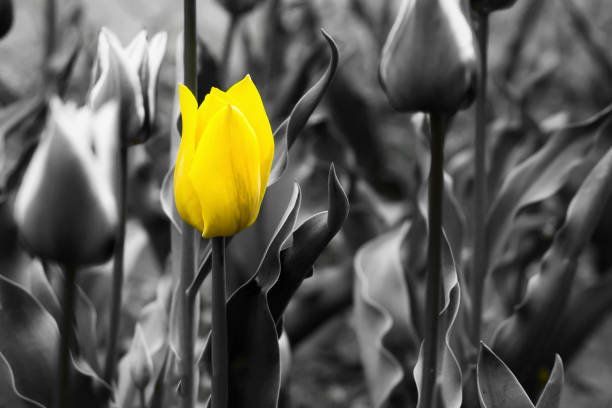 One different board game pawn. Individuality, independence, leadership and uniqueness concept. Stand out from the crowd. Think outside the box. Dare to be different.