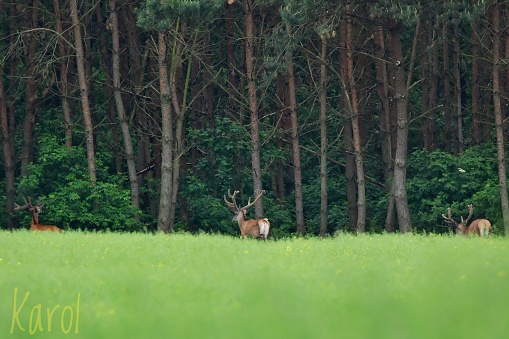 Deer in nature