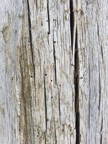 Wooden pole, round wooden pole taken from an outdoor climbing frame