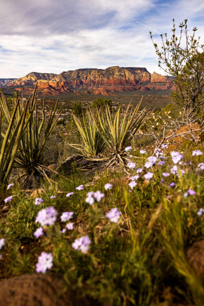 fleurs sedona - mountain sedona arizona southwest usa photos et images de collection