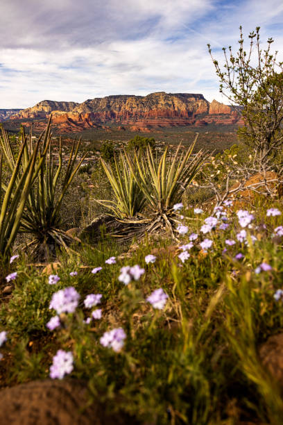 Mountain bluebell with Pikes Peak in the background.