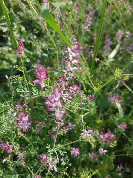 istock Pink wildflowers growing wild 1400859066