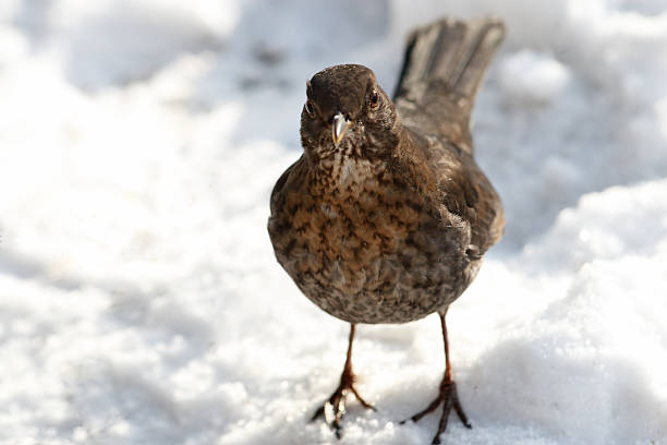 istock Blackbird female on snow 140086011