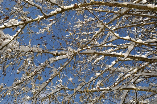 A branch covered in snow