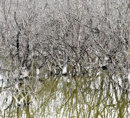 Close up of white dried tree in swamp, Environment background