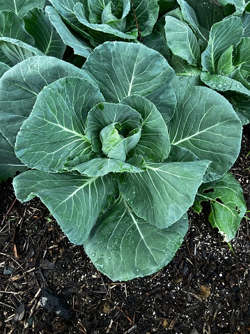 Healthy green Brassica growing in English vegetable garden