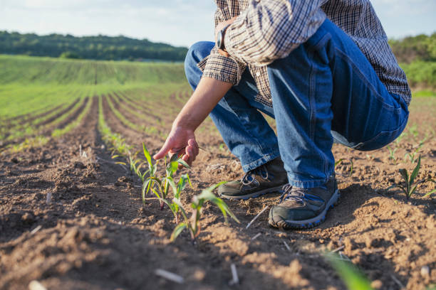 istock Unrecognizable farmer checking quality of crops on agriculture field. 1400863316