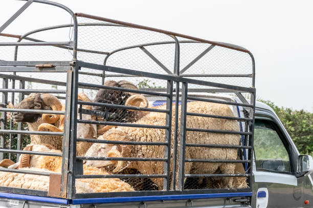 istock Mini truck carrying big sheep 1400863340