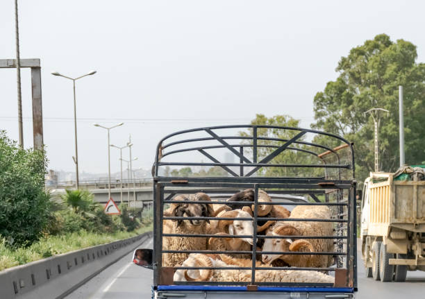 istock Mini truck carrying big sheep 1400863377