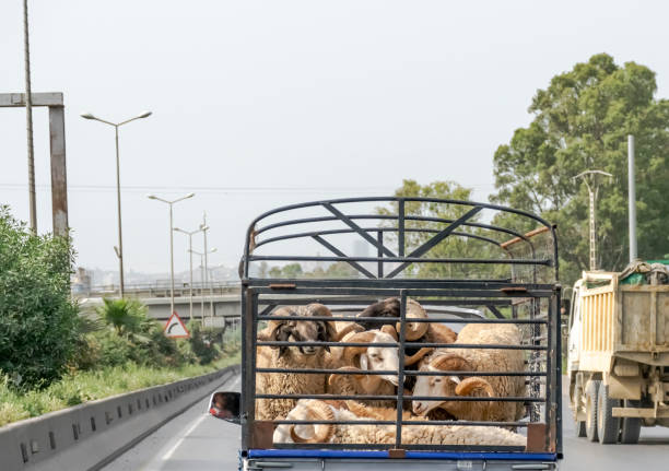 Mini truck carrying big sheep Many sheep with large sinuous horns on the highway road. Locked in a cage and crammed together for the transportation. sheep flock stock pictures, royalty-free photos & images