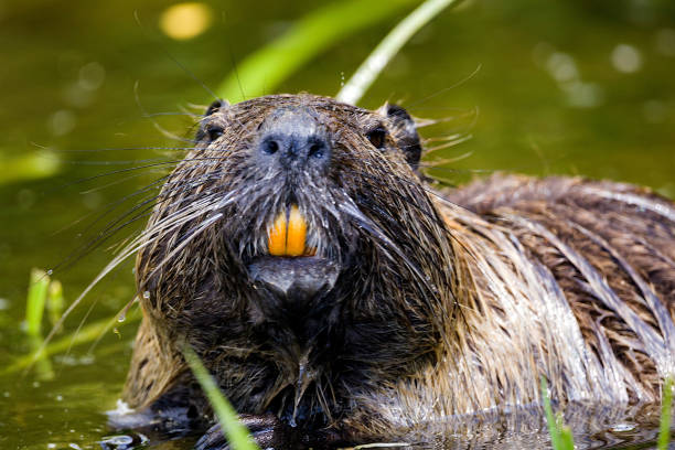istock Close-up of a nutria with its yellow teeth 1400864332