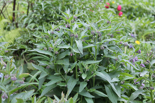 Flowering common comfrey (Symphytum officinale) plant with green leaves in summer garden