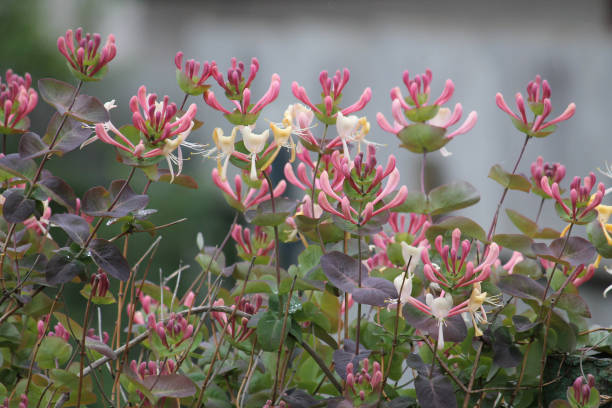 ヤギの葉のスイカズラ(ロニケラ・カプリフォリウム)の花が庭にクローズアップ - honeysuckle pink ストックフォトと画像