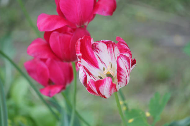 Tulip broken by viruses. Variegated colors produced by Tulip Breaking Virus (mosaic virus)