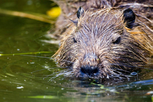 istock Close-up of a swimming nutria 1400865523