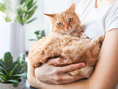 Woman strokes cute ginger cat. Ultrasonic humidifier among houseplants. Flower pots with succulent plants on windowsill. Water steam moisturizes dry air at home. Electric device and fluffy pet.