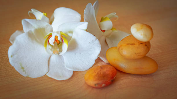istock large white orchid flowers on a brown background 1400867686